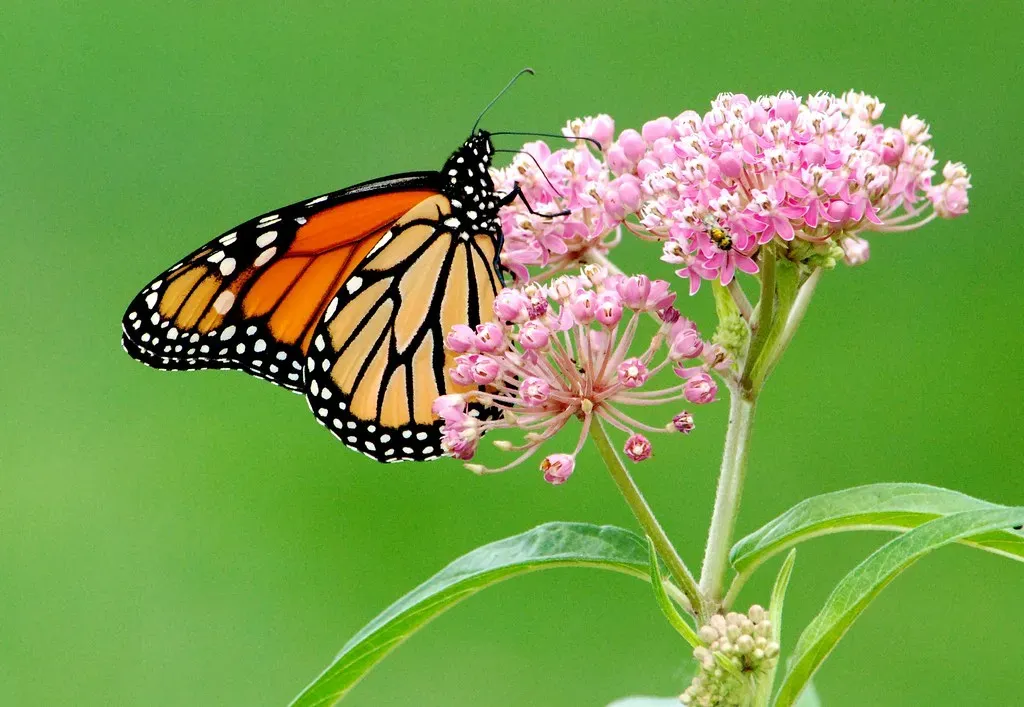 #2 - Swamp Milkweed (Asclepias incarnata): The Monarch's Best Friend and the Fastest Native in Wet Ground (Image Credits: Flickr)