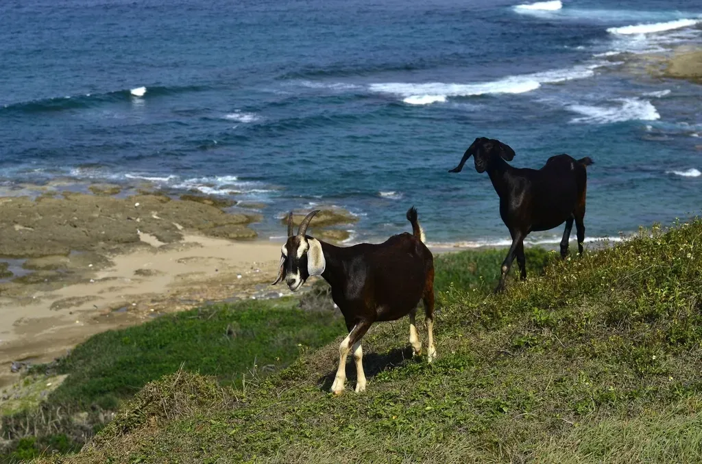 #10: Capricorn - The Sea-Goat Demon (Image Credits: Rawpixel)