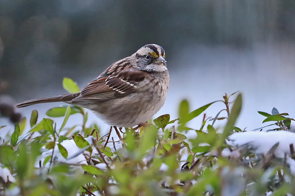 #14 - White-throated Sparrow: The Voice That's Going Quiet (611catbirds, too, Flickr, CC BY 2.0)