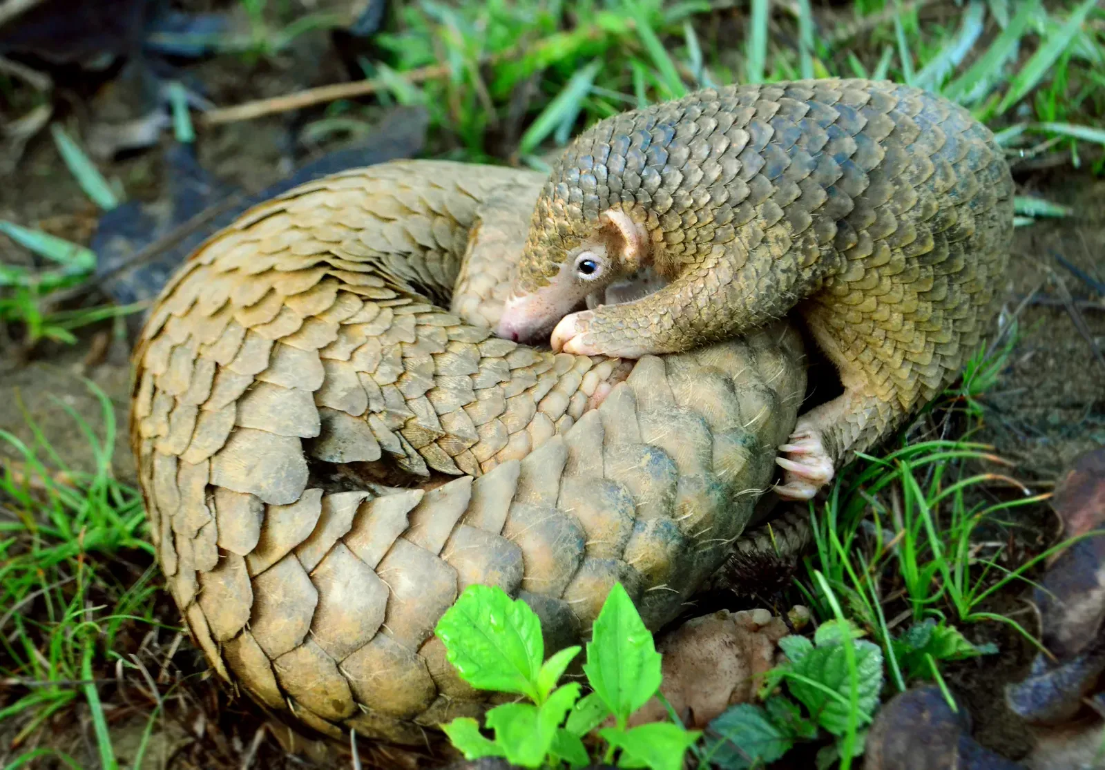 5. Pangolin: The Armored Insectivore (Image Credits: Wikimedia)