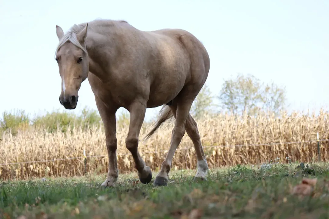 Tennessee Walking Horse (Image Credits: Unsplash)