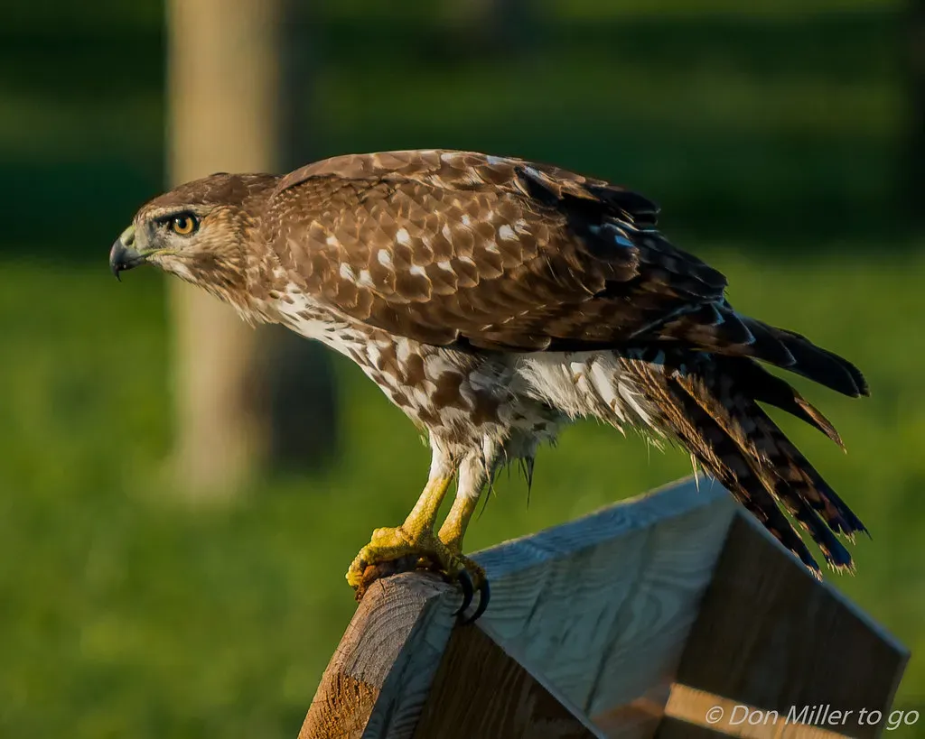 #12. The Oldest Known Wild Red-Tail Lived More Than 30 Years (DonMiller_ToGo, Flickr, CC BY 2.0)