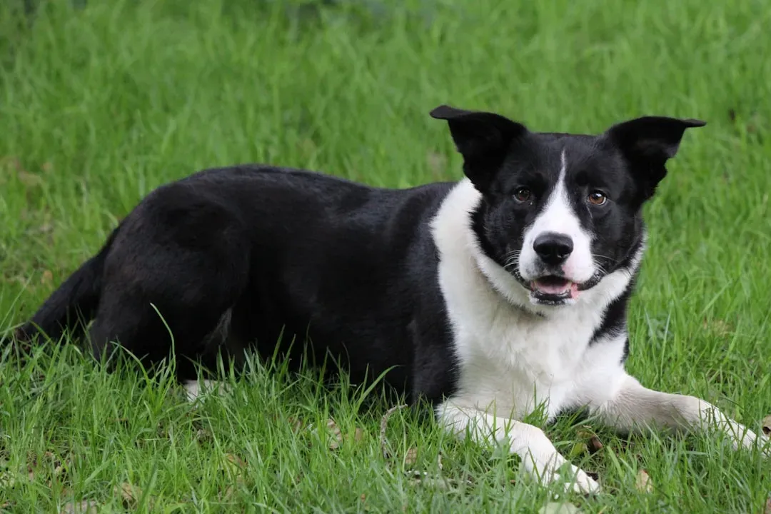Border Collie: The Intelligent Devotee (Image Credits: Unsplash)