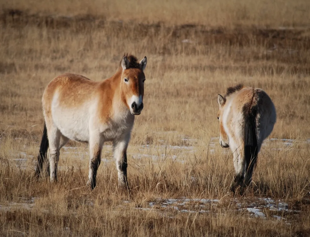 Sagittarius: Przewalski's Horse (Image Credits: Unsplash)