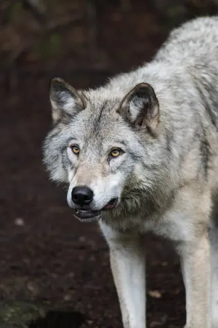 #10 Capricorn: The Northwestern Wolf Pack Leader (Image Credits: Pexels)