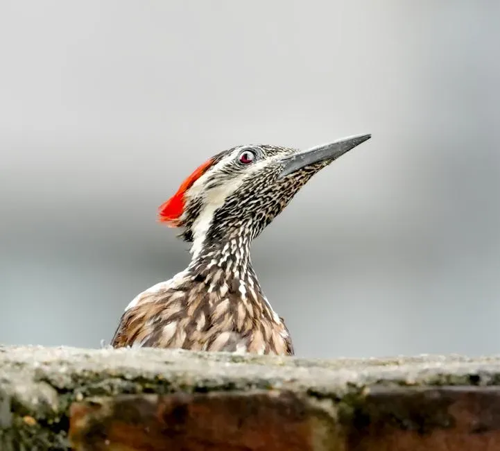 Cancer (June 21 &ndash; July 22): The Woodpecker (Image Credits: Pexels)
