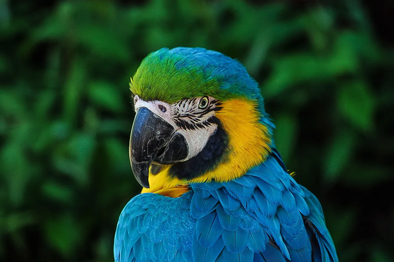 #1 - Macaws Who Choose "Their" Human And No One Else (Image Credits: Pixabay)