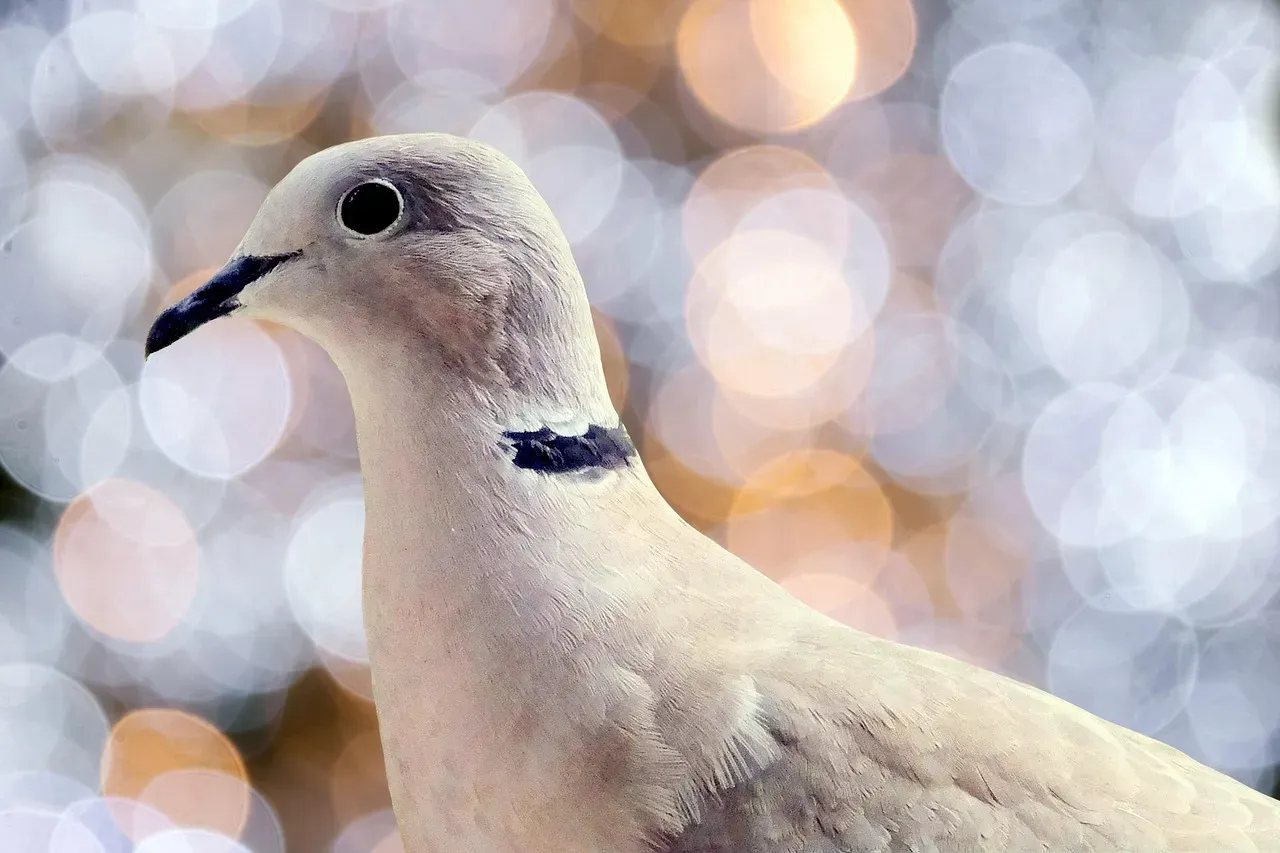 6. The Dove's Coo: Calm, Gentle, and Territorial (Image Credits: Pixabay)