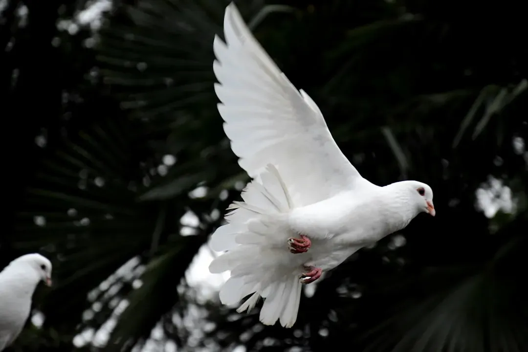 Libra: The Fleeing Dove (Image Credits: Unsplash)