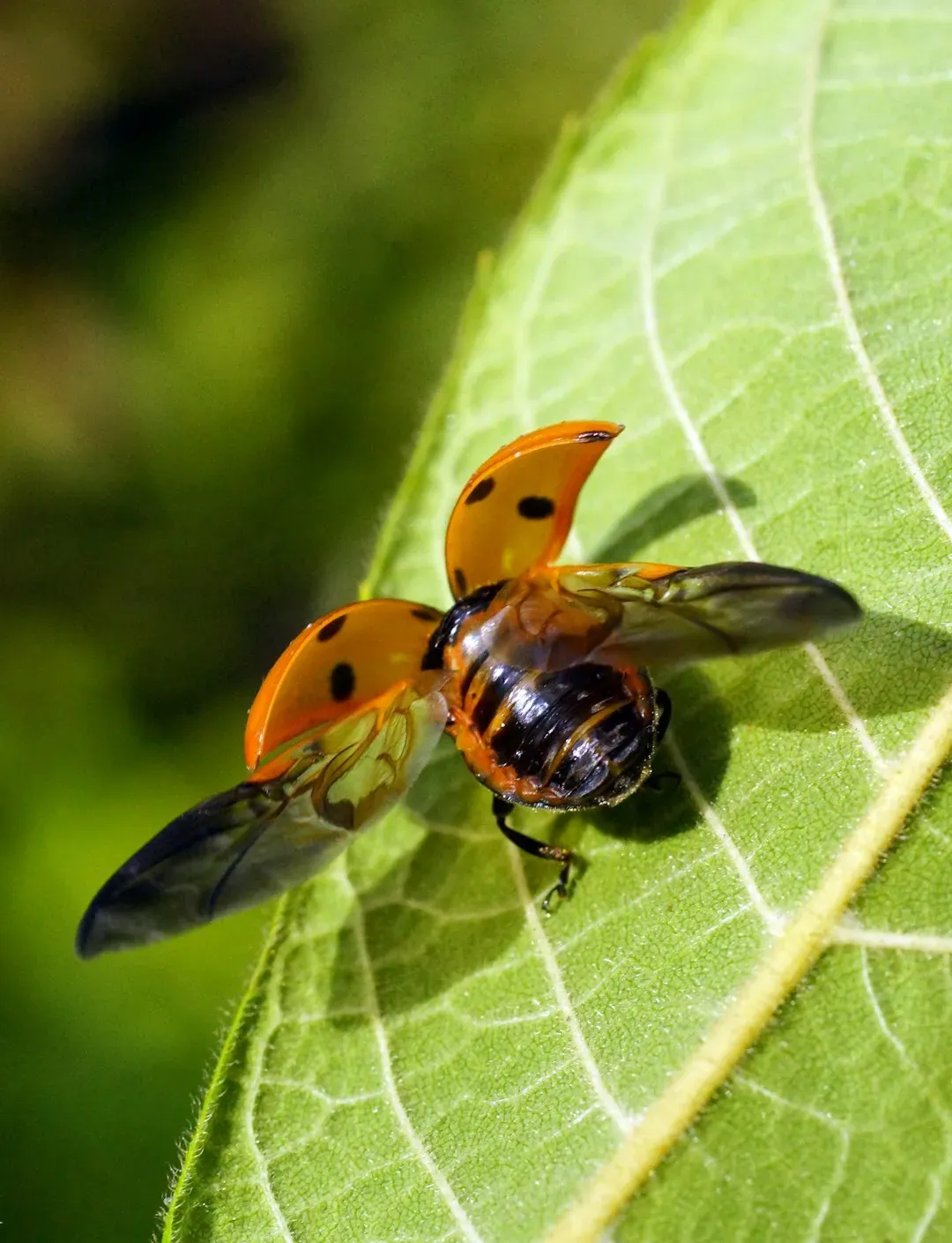 8. They Have Hidden Wings (Image Credits: Unsplash)