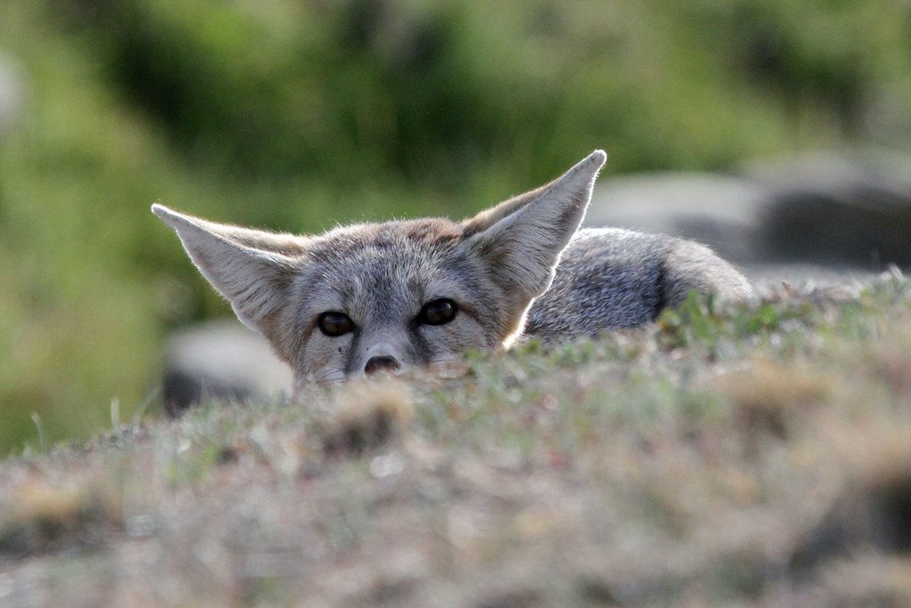 San Joaquin Kit Fox: Desert Dweller in Decline (Image Credits: Flickr)