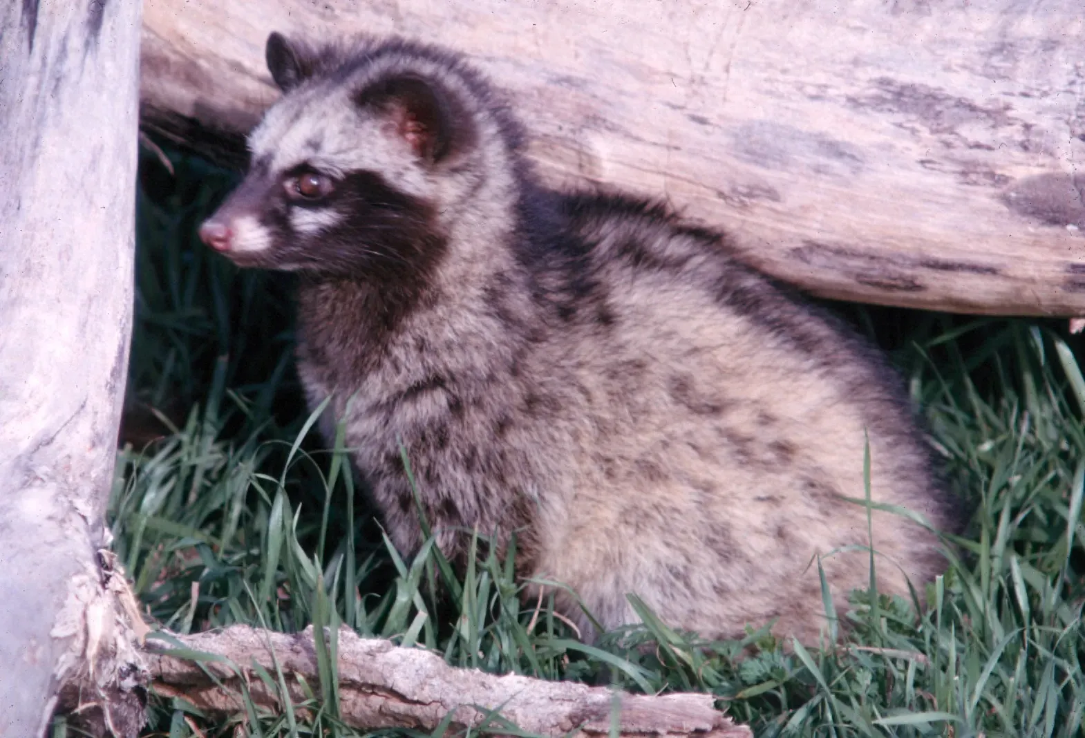 Not Your Typical Cat Family Member (Image Credits: Wikimedia)