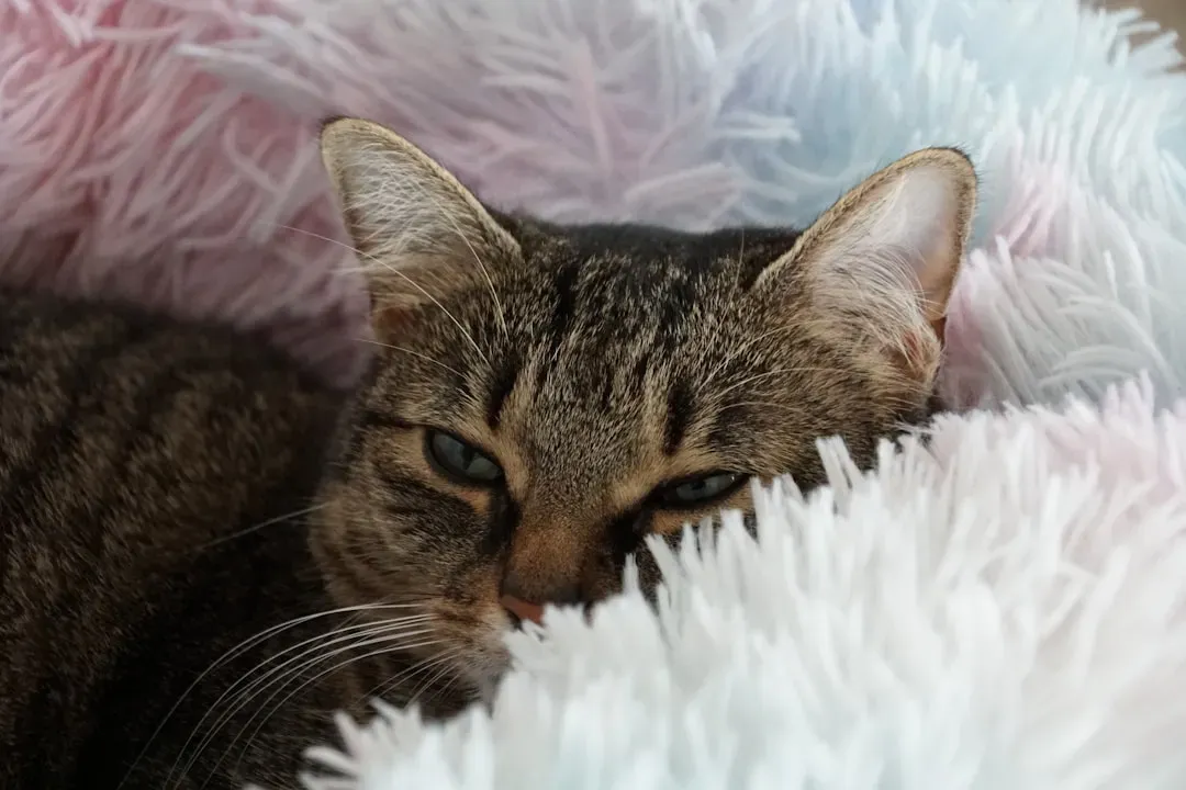 Prioritizing Your Cat's Long Term Comfort (Image Credits: Unsplash)