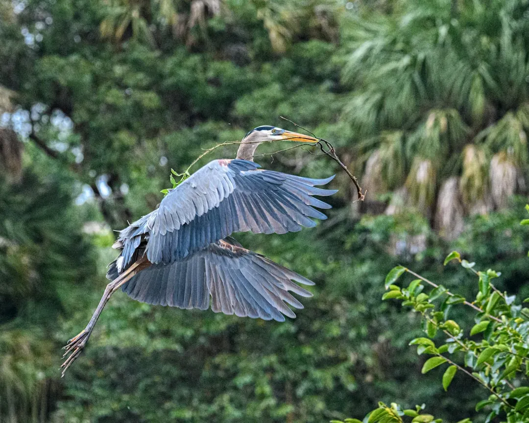 Nesting, Breeding, and Lifespan (Image Credits: Unsplash)