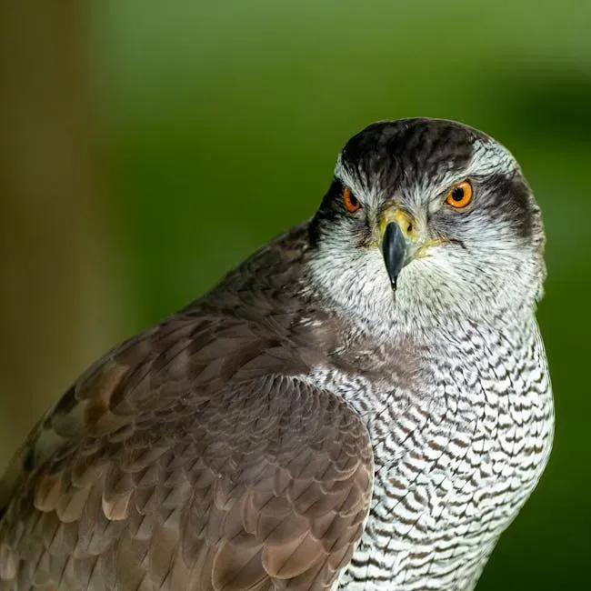 Scorpio (October 23 – November 21): The Northern Goshawk (Image Credits: Pexels)