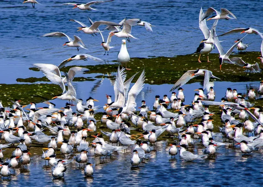 Least Tern: A Small Bird With a Big Problem (Image Credits: Pexels)