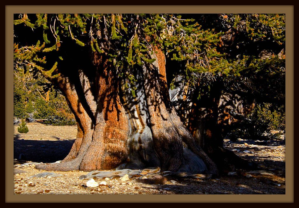 The Oldest Living Witnesses (Image Credits: Flickr)