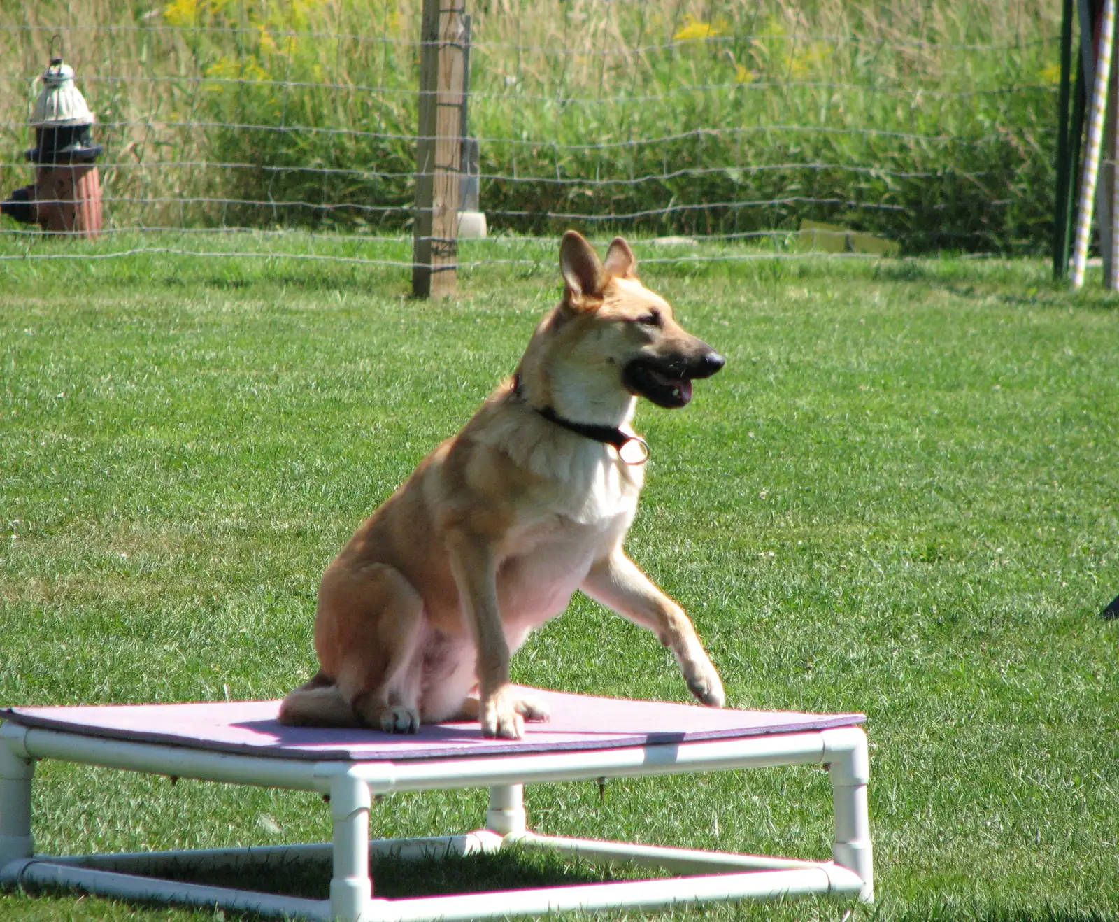 #11 - Chinook: America's Own Rare Breed Nobody Dumps (Flickr, CC BY 2.0)