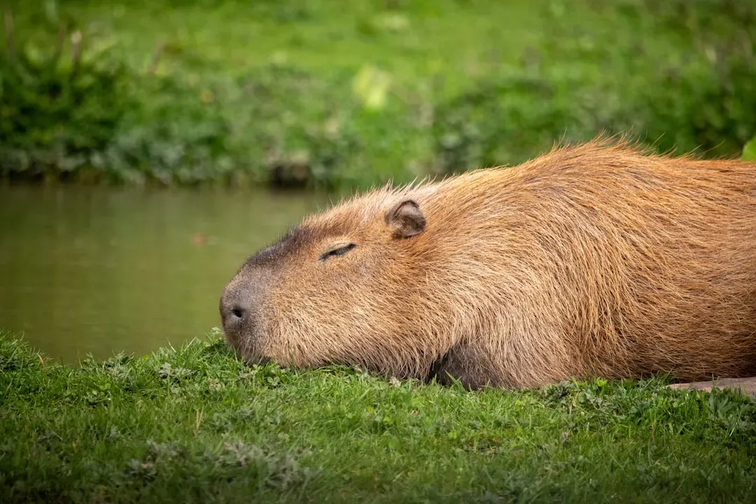 #4 - Capybaras: The Rodents Who Nap in Your Lap (Image Credits: Unsplash)