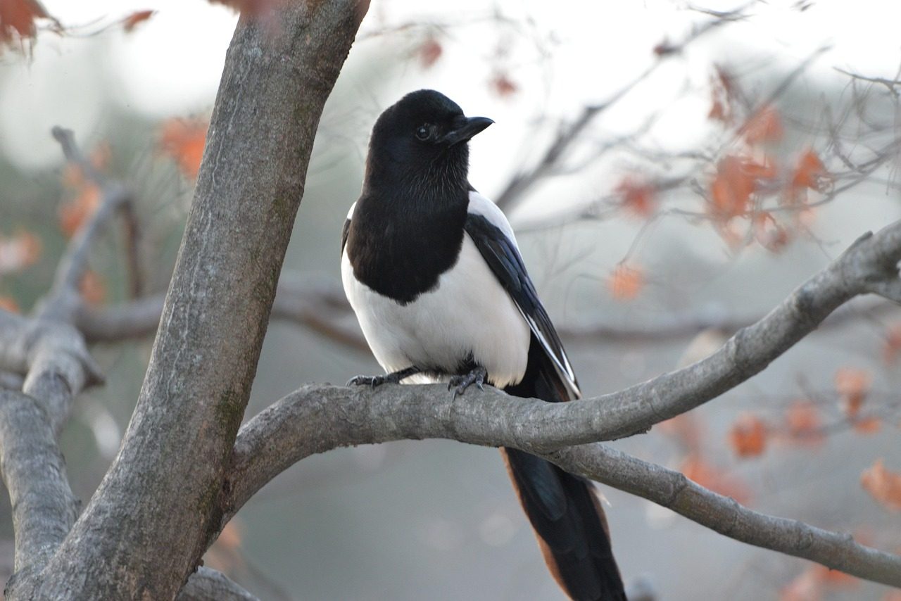 Eurasian Magpie (Image Credits: Pixabay)