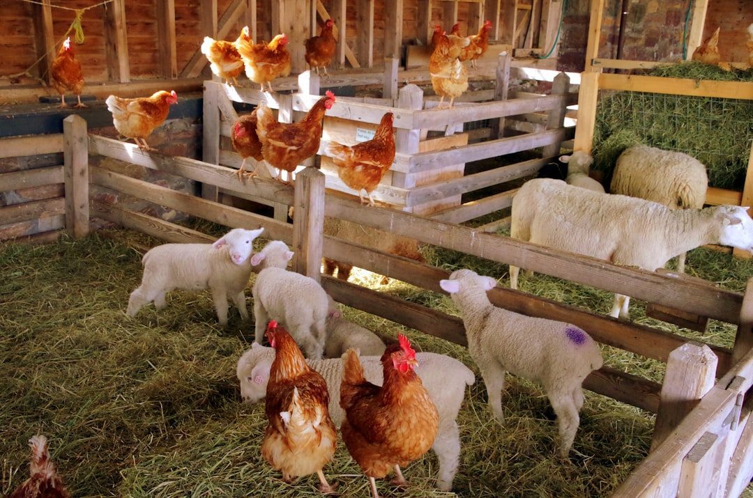 Conclusion: Finding Your Barnyard Soul Mate (Image Credits: Unsplash)