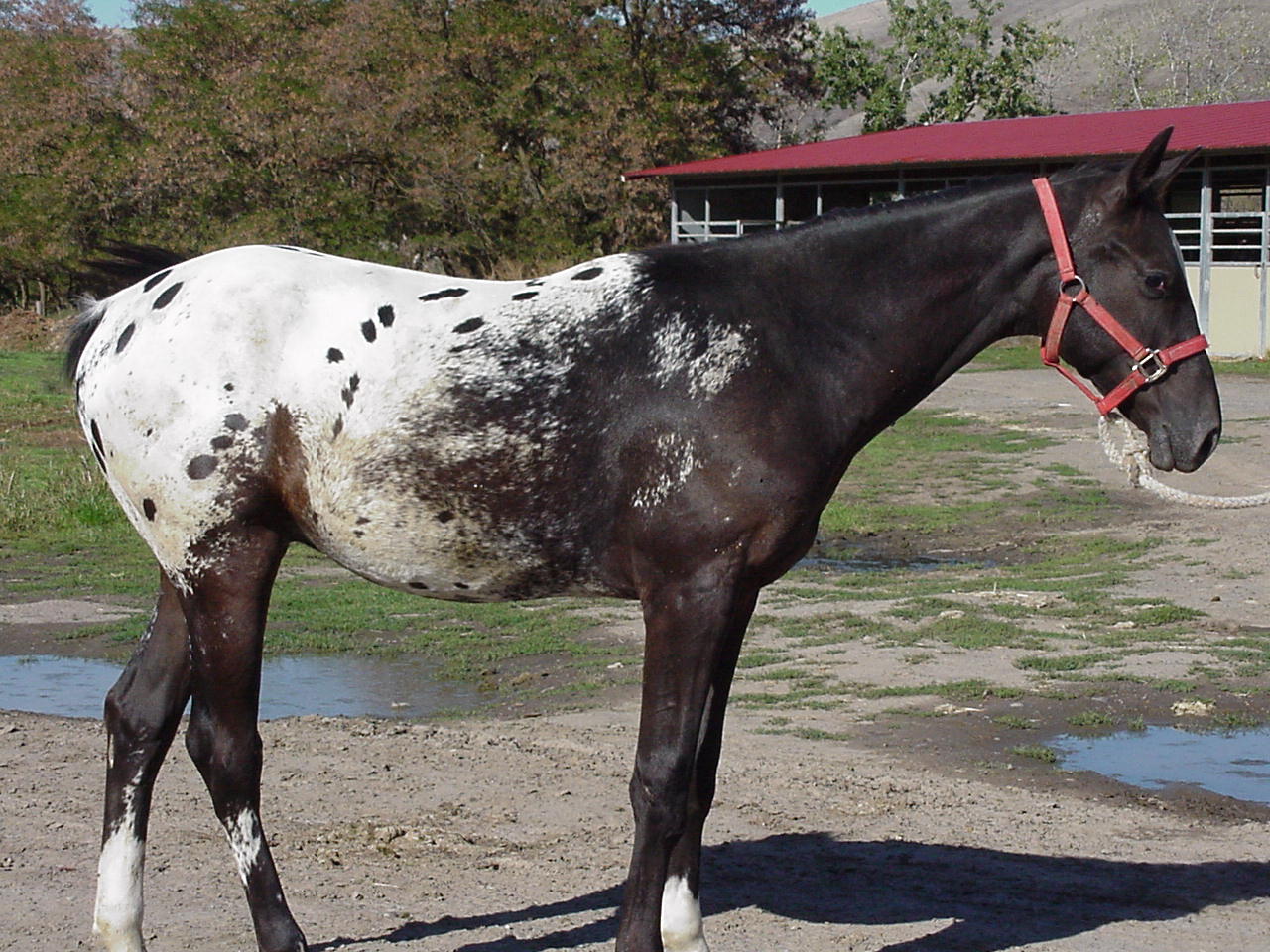 Nez Perce Horse (Image Credits: Wikimedia)