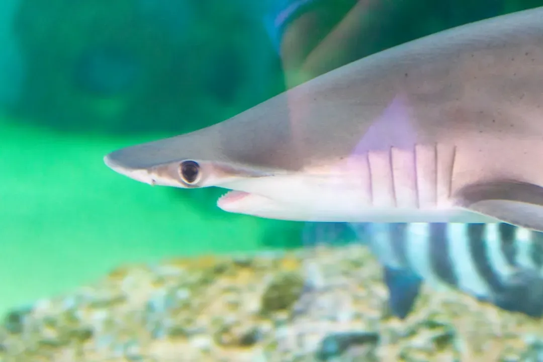 Florida: The Undisputed Shark Capital of America (Image Credits: Unsplash)