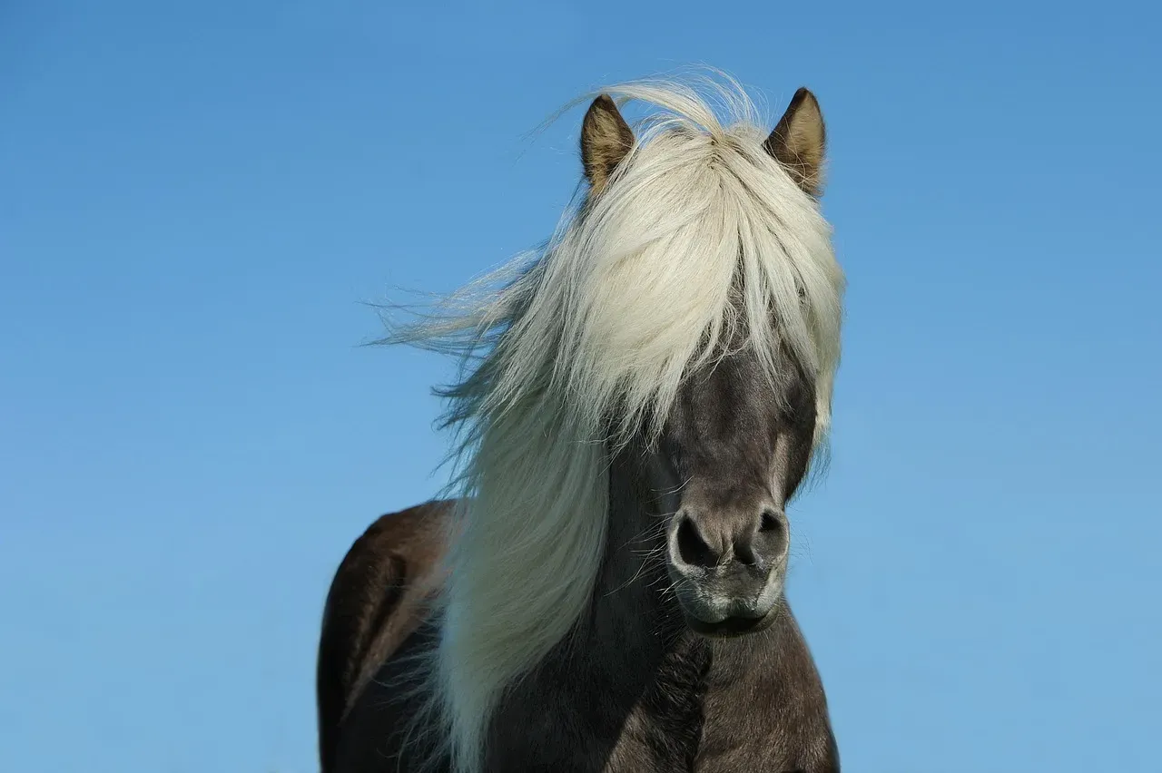Capricorn: The Icelandic Horse (Image Credits: Pixabay)