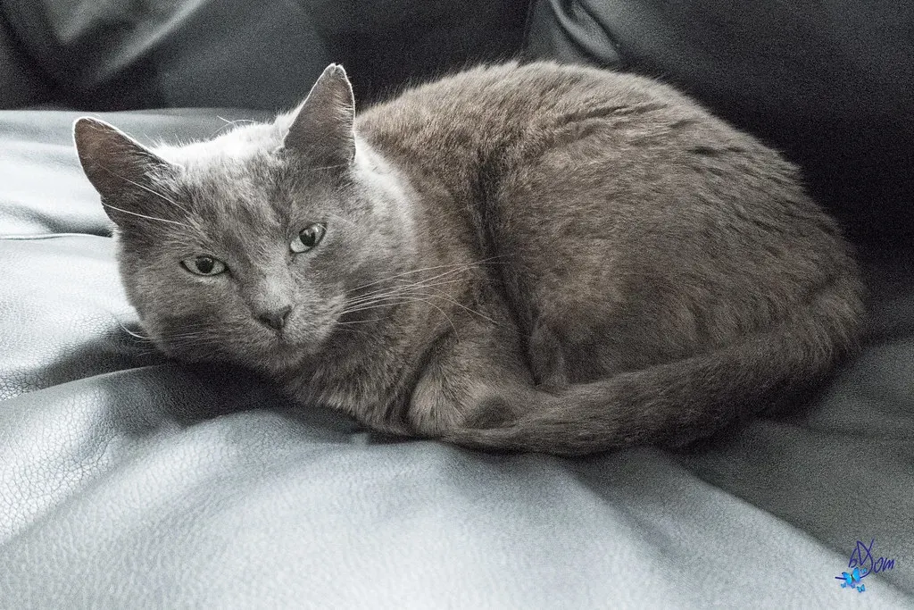 Chartreux (Image Credits: Flickr)