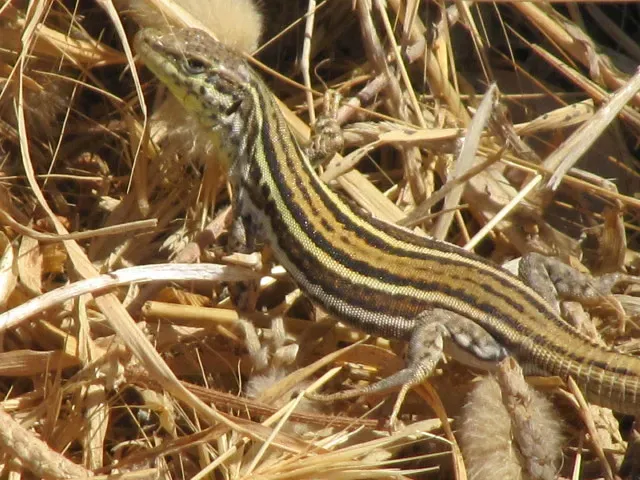 The Six-Lined Racerunner - Speed Demon of the Open Plains (wallygrom, Flickr, CC BY-SA 2.0)