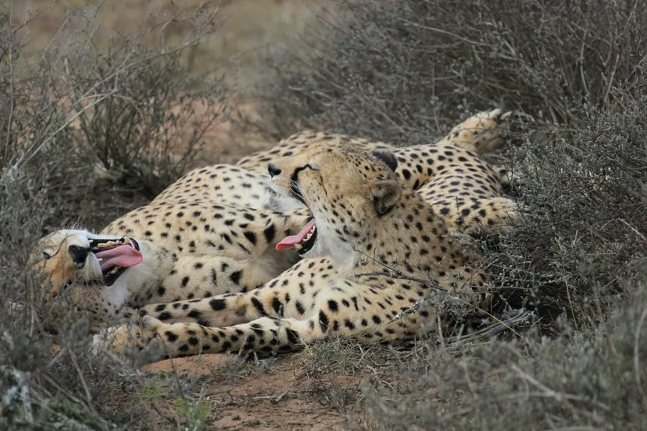 Kasi the Cheetah and Mtani the Labrador (Image Credits: Pixabay)