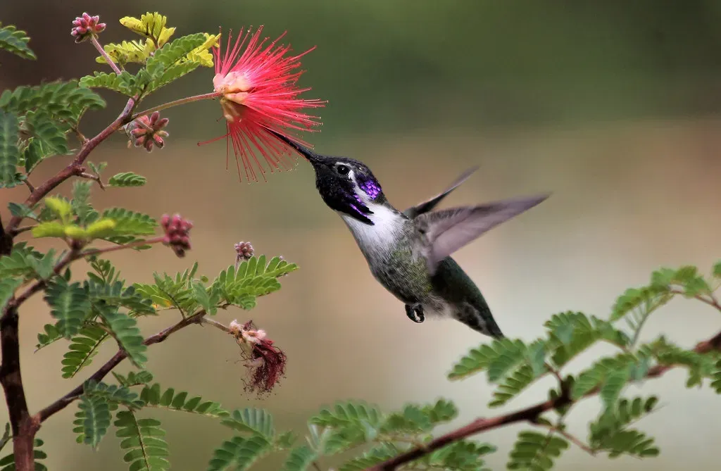 #10 - Plant Native Tubular Flowers in Clusters (Monkeystyle3000, Flickr, CC BY 2.0)