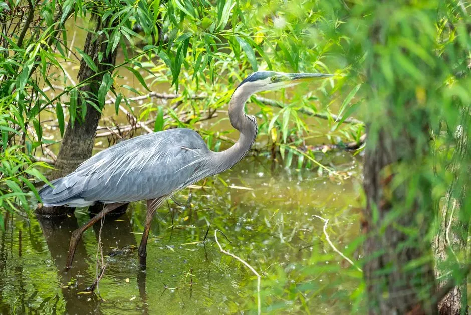 Indicators of a Thriving Ecosystem (Image Credits: Pexels)