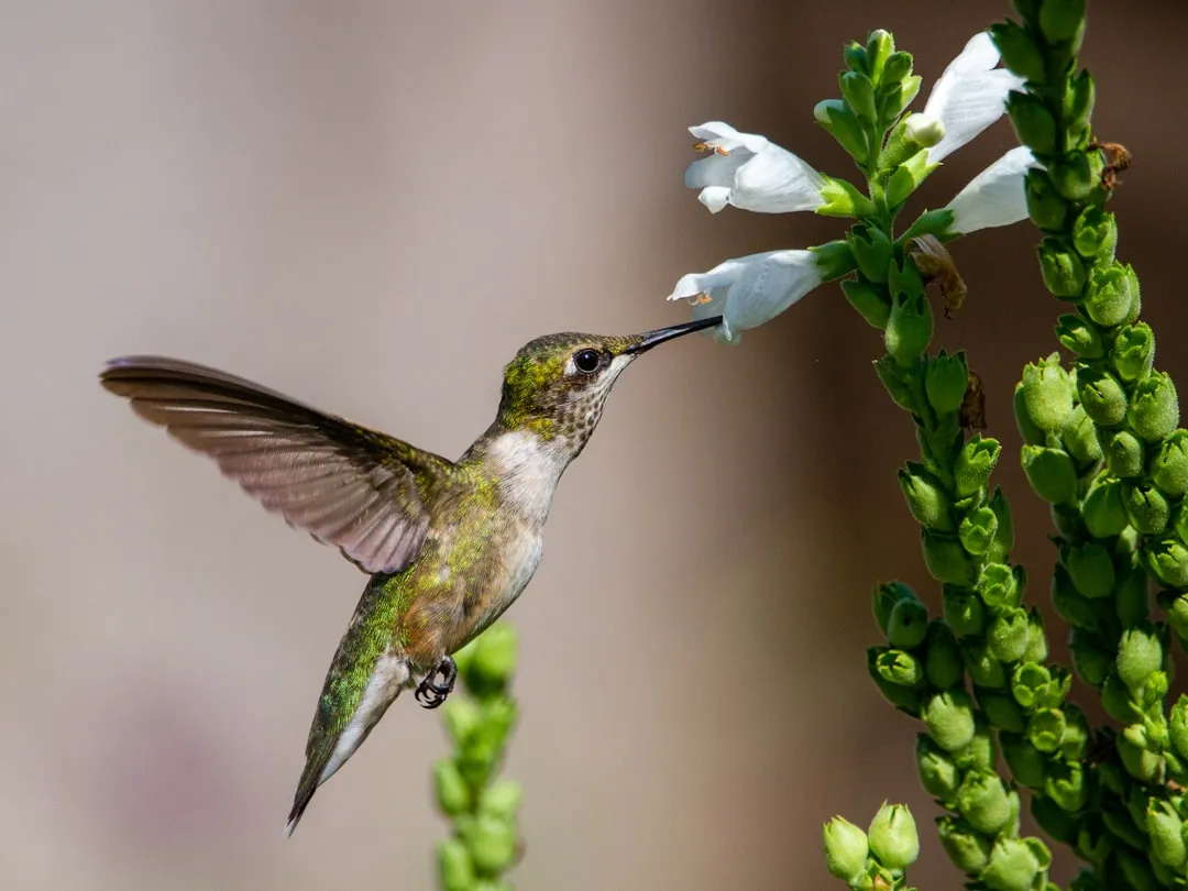 #12 - Rushing a Critical Feather Check and Mini-Molt (Image Credits: Unsplash)