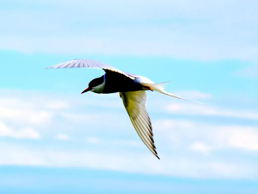 A Final Thought on Feathered Marathoners (Image Credits: Flickr)