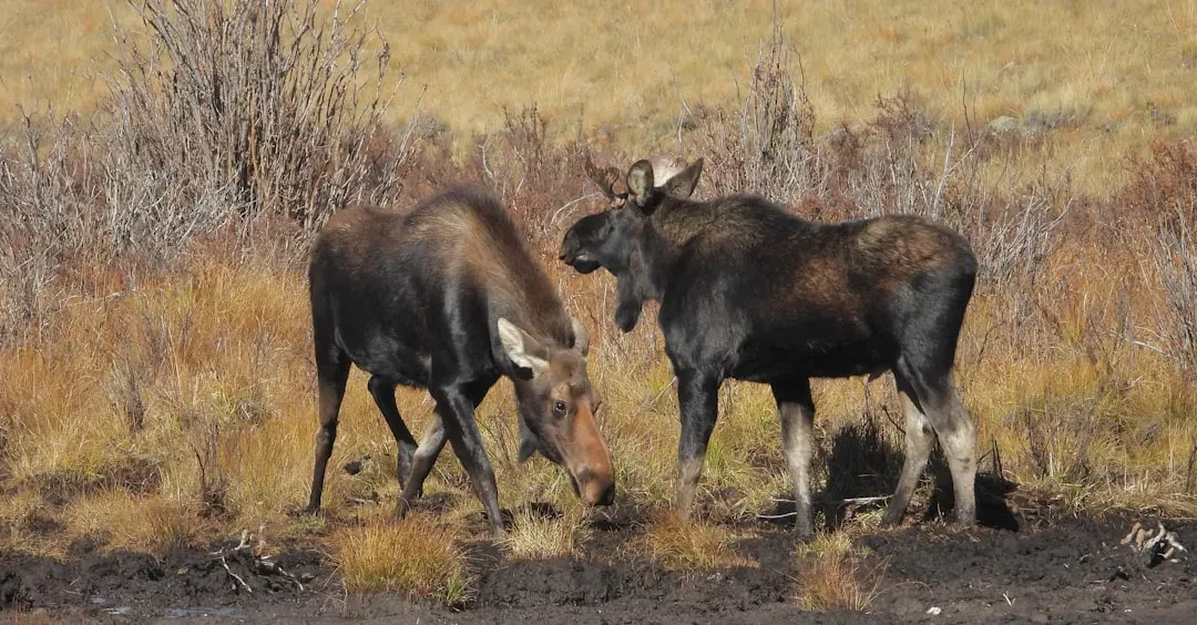 The Moose: Deceptively Lethal (Image Credits: Unsplash)