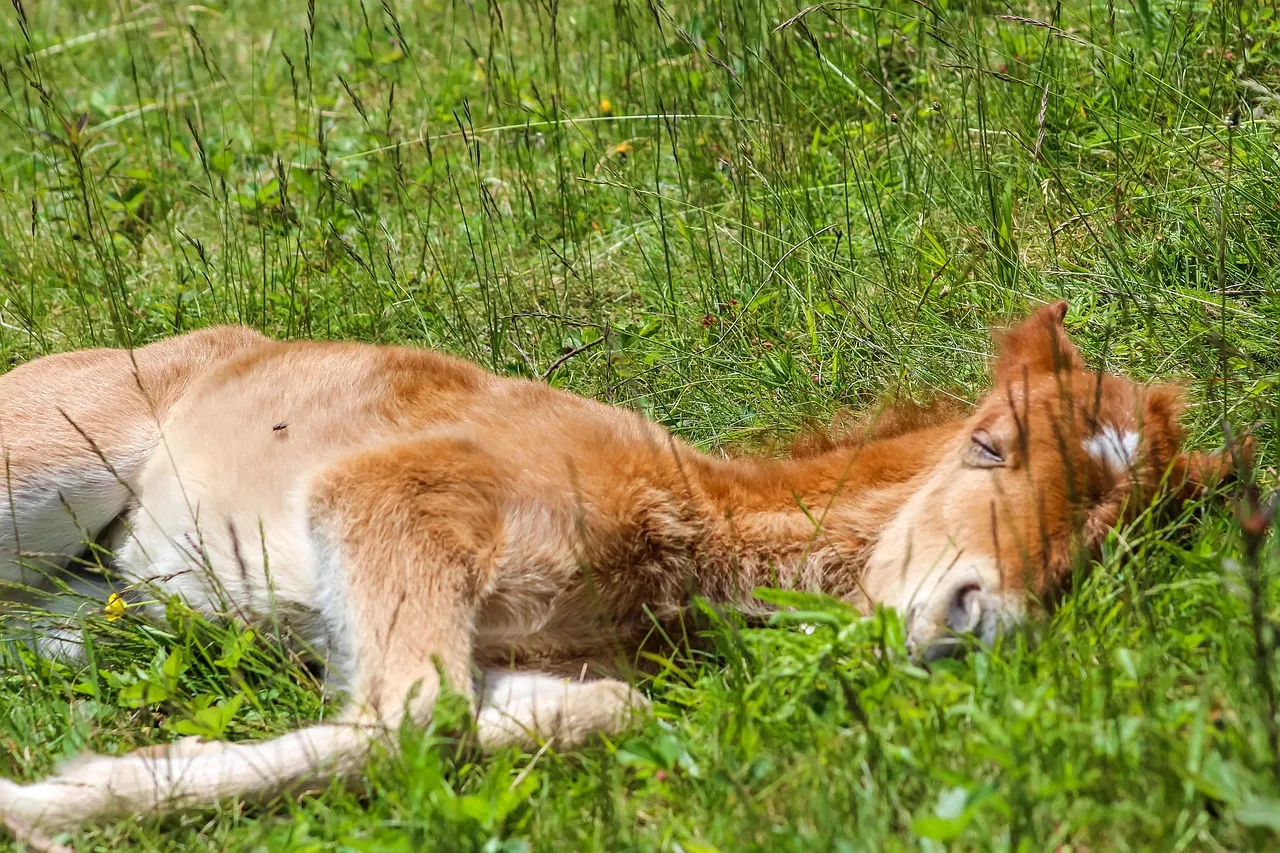 #10 - They Sleep Deeper When You’re Around (Image Credits: Pixabay)