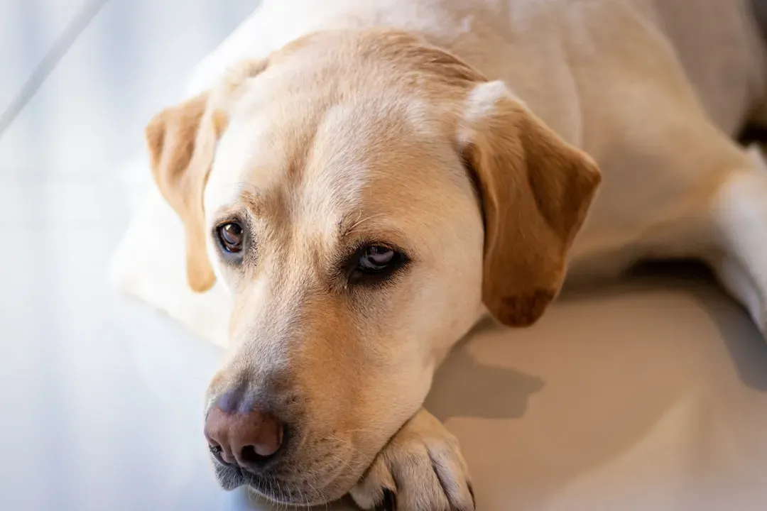 3. Labrador Retriever (Image Credits: Unsplash)