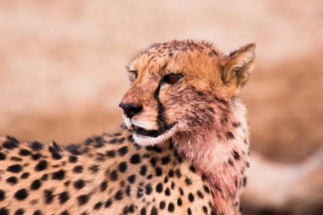 The Tear Marks Are Not Just for Show (Image Credits: Unsplash)