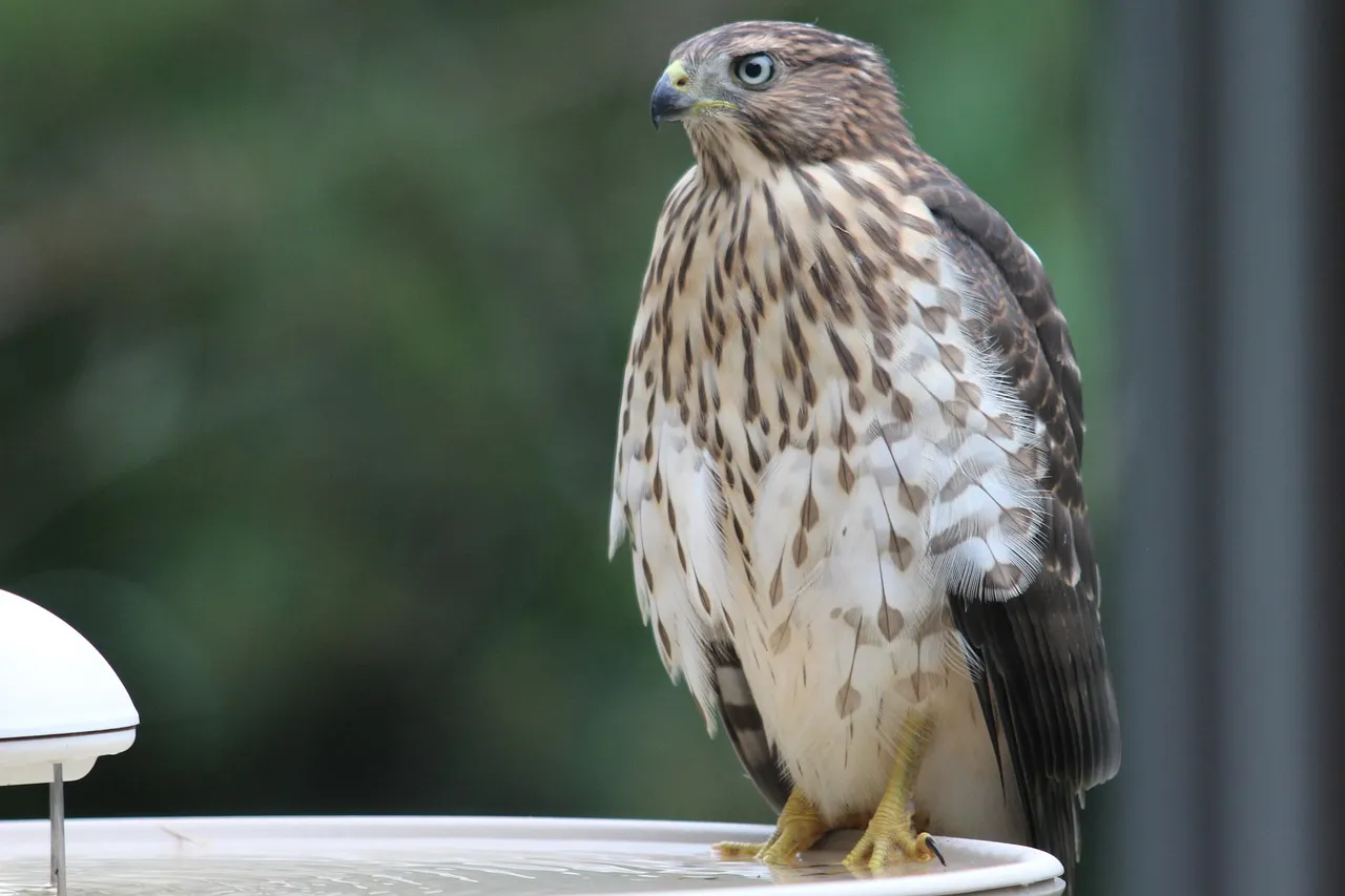 #7 - Cooper's Hawk: The Backyard Raptor Boom (Image Credits: Pixabay)