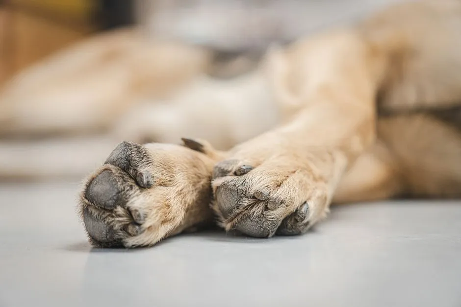 #14 - Dry, Cracked, or Thickened Paw Pads That Change the Whole Gait (Image Credits: Pexels)