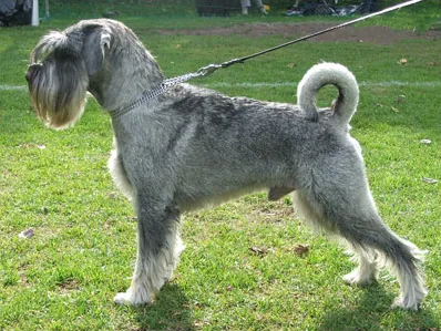 #10 - Standard Schnauzer: Smart, Intense, and Easily Overloaded (Transferred from fi.wikipedia, CC BY-SA 3.0)