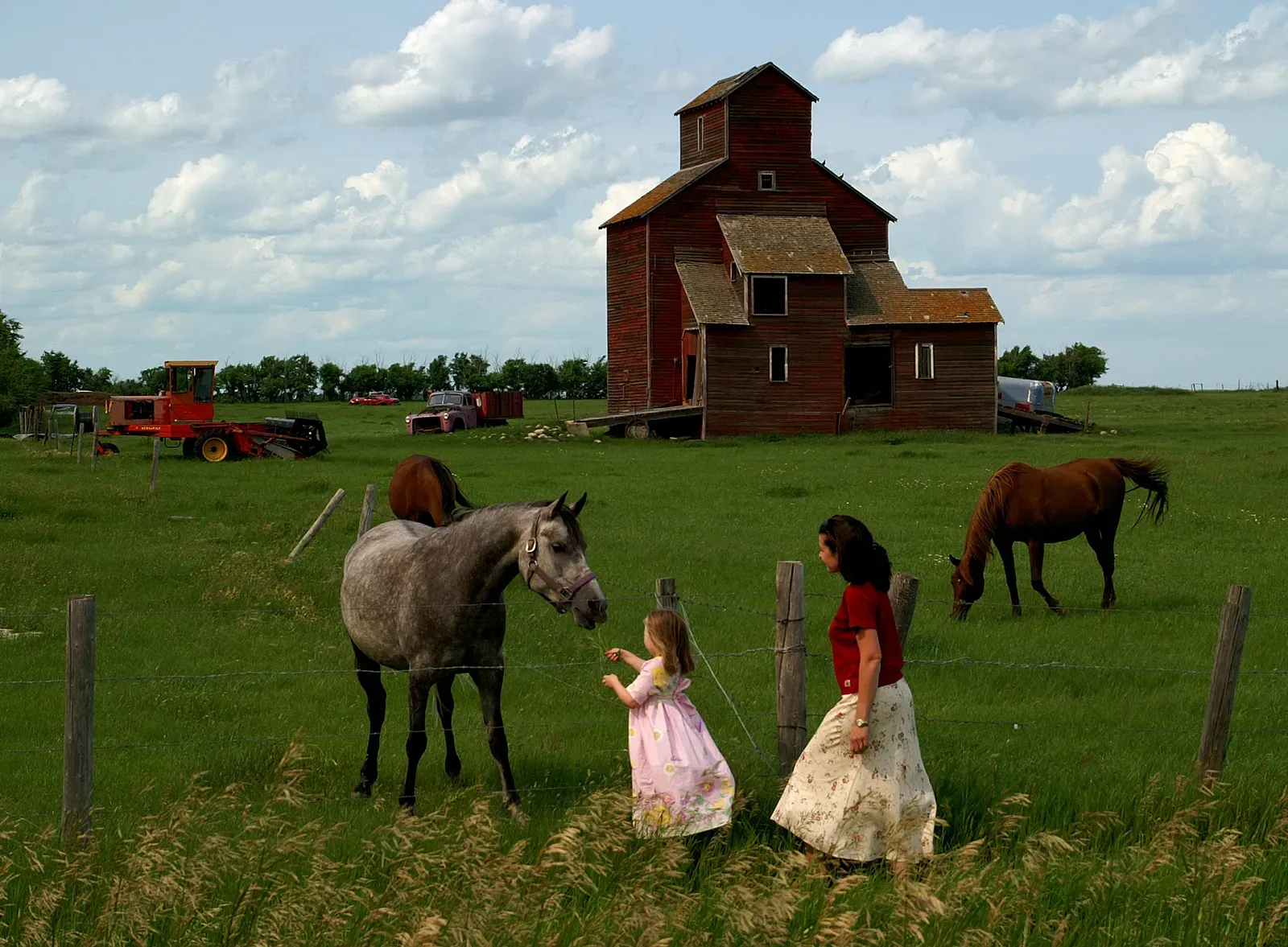All Horses Need Grain in Their Diet (Image Credits: Wikimedia)