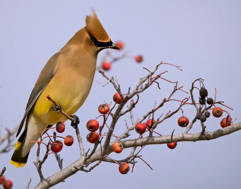 A Bird That Plays by Its Own Rules (watts_photos, Flickr, CC BY 2.0)
