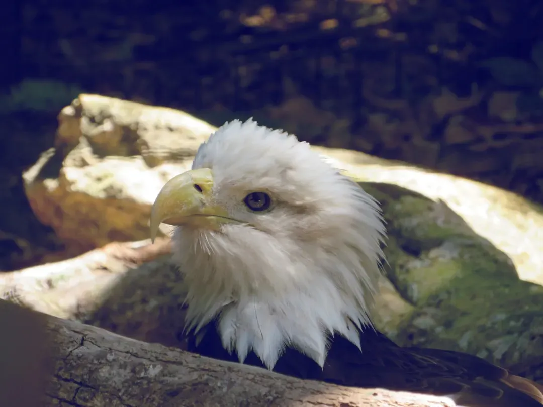 Baby Eagles and Their Developing Vocabulary (Image Credits: Unsplash)