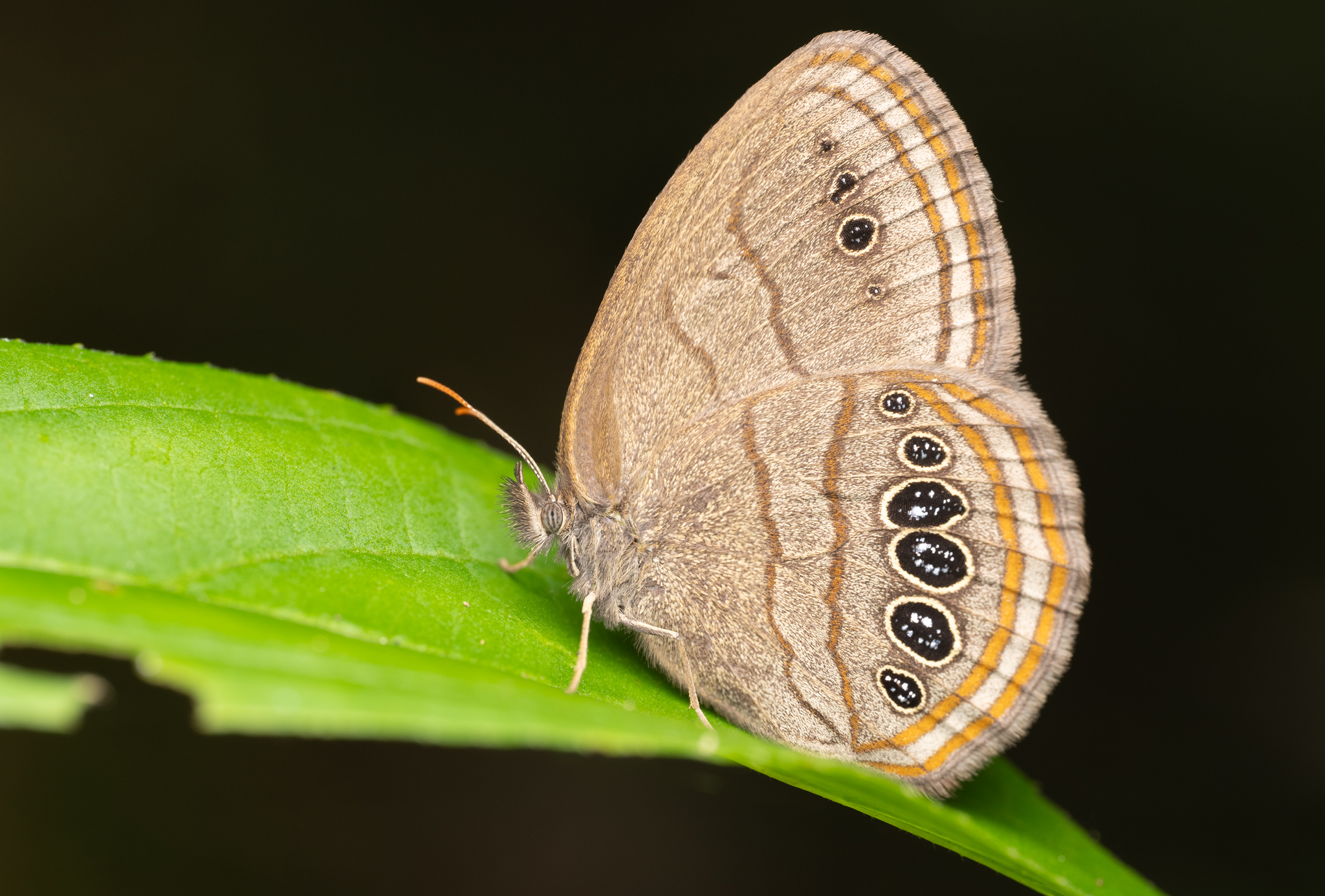 Mitchell's Satyr Butterfly (Image Credits: Wikimedia)