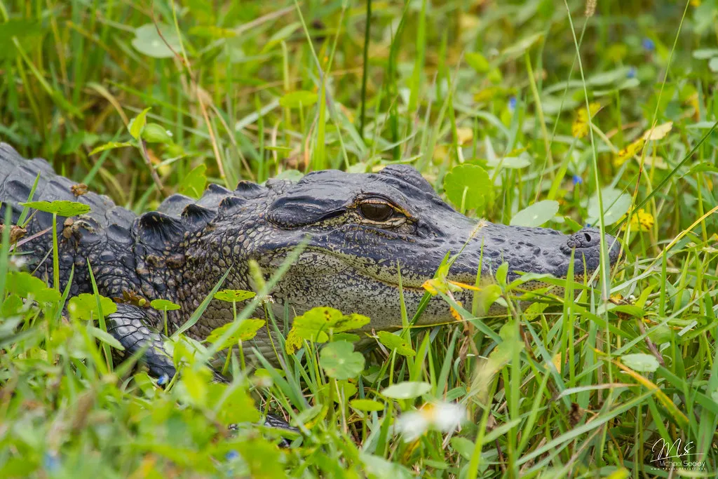 #3 Texas – Big Wetlands in a Big State (Michael Seeley, Flickr, CC BY 2.0)
