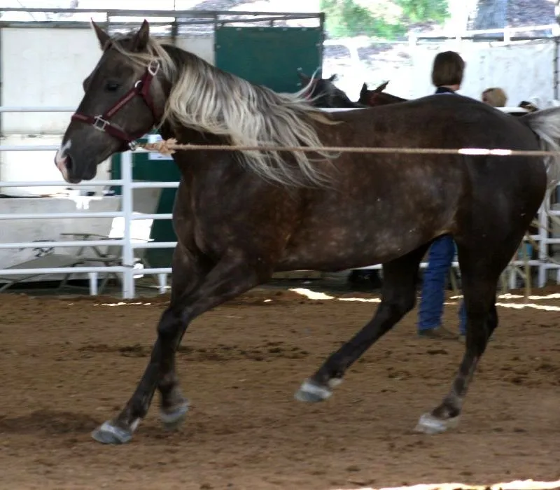 #22 - Rocky Mountain Horses Hide an Eye Condition in Their Signature Coat Color (originally posted to Flickr as Rocky Mountain Horse, CC BY 2.0)