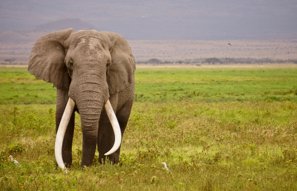 The Mighty Elephant: Wisdom Meets Unshakeable Strength (Image Credits: Rawpixel)