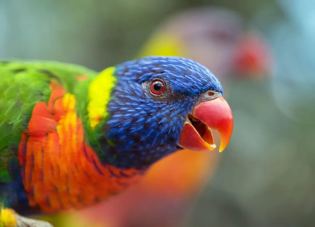 Why Scientists Think Parrots Are Actually “Rehearsing” (Image Credits: Unsplash)